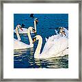 Swans Framed Print