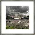 Swans Swimming In The Water Of Loch Framed Print