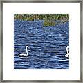 Swans Framed Print