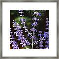 Sweet Salvia Framed Print