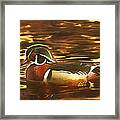 Swimming In A Sea Of Gold Framed Print