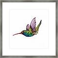 Swooping Broad Billed Hummingbird Framed Print