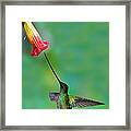 Sword-billed Hummingbird Framed Print