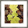 Sycamore Leaves Germany Framed Print