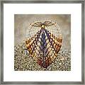 Symmetry Of Sea Shell On The Beach Framed Print