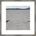 Humpback Whale Tails Framed Print
