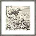 Syrian Sheep Or Ram, Jan Luyken, Willem Goeree Framed Print