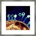 T-bacteriophages And E-coli Framed Print