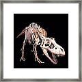 T-rex Framed Print