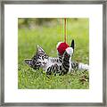 Tabby Kitten Playing With Ball Of Wool Framed Print