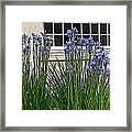 Tacoma Irises Framed Print