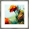 Tagetes And Buterfly Fly Away Framed Print