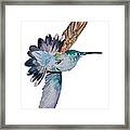 Tai The Hummingbird Framed Print