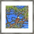 Taking A Nest Break Framed Print