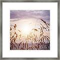 Tall Grass At Sunset Framed Print