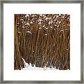 Tall Grasses In Winter Framed Print