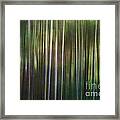 Tall Pines Framed Print