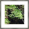 Tangled Forest. Mount Rainier National Park Framed Print