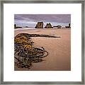 Tangled.... Bandon Oregon Framed Print