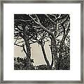 Tangled Trees Framed Print