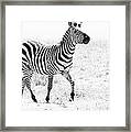 Tanzania Zebra Framed Print