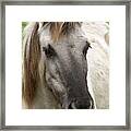 Tarpan Horse Framed Print