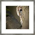 Tawny Owl Framed Print