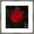 Tea Rose Framed Print