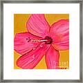 Teardrops - Pink Hibiscus Flower Framed Print