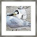 Telling Secrets Royal Terns Framed Print