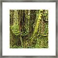 Temperate Rainforest Queets River Valley Framed Print