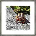 Ten-lined June Beetle Framed Print