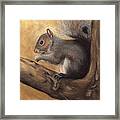 Tennessee Wildlife - Gray Squirrels Framed Print