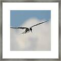 Tern In Flight Framed Print