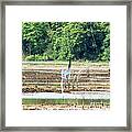 Tern Turn Framed Print