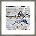 Territorial Blue Herons Framed Print