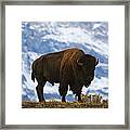 Teton Bison Framed Print