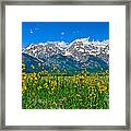 Teton Peaks And Flowers Framed Print