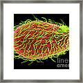 Tetrahymena Thermophila Sem Framed Print