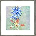 Texas Bluebonnet And Indian Paintbrush Framed Print