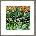 Texas Bluebonnets And Cactus Framed Print