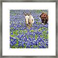 Texas Donkeys And Bluebonnets - Texas Wildflowers Landscape Framed Print