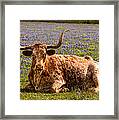 Texas Longhorn Framed Print