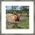 Texas Longhorns Framed Print