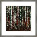 Textured Birch Forest Framed Print