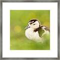 The Gosling In The Grass Framed Print
