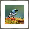 The Audubon's Warbler (setophaga Framed Print