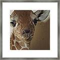The Baby Giraffe Framed Print
