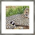 The Beautiful Cheetah Framed Print