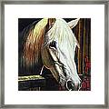 The Beauty Of A White Horse Framed Print